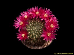 Sulcorebutia tiraquensis v. oenantha f. EPIZANA WR602 2220
